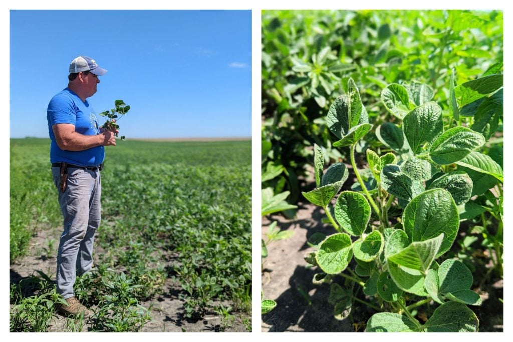 collage showing dave struthers of struthers farm and on the right a soybean plant.